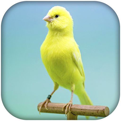 Canary Bird Sounds & Singing