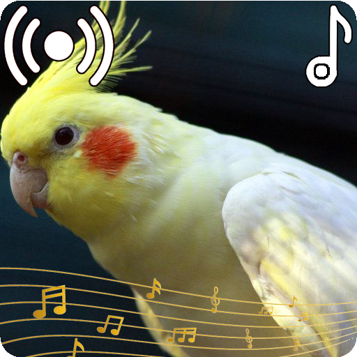 Cockatiel Sounds Ringtone