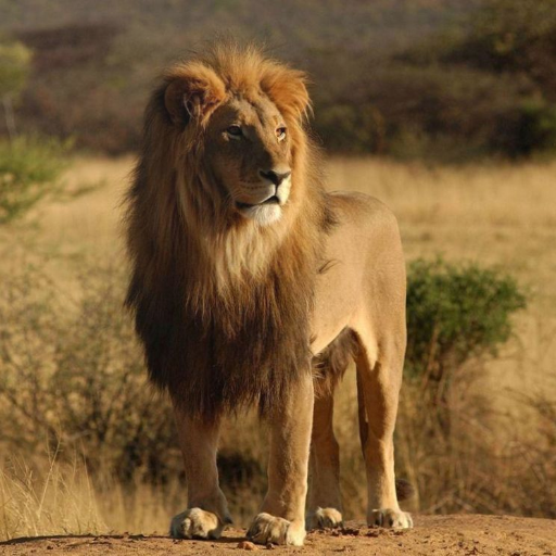 vahşi afrika hayvanları tema