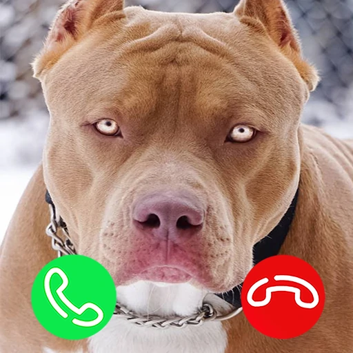 Pitbull Fake Video Call Game