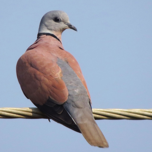 Red turtle dove bird sounds