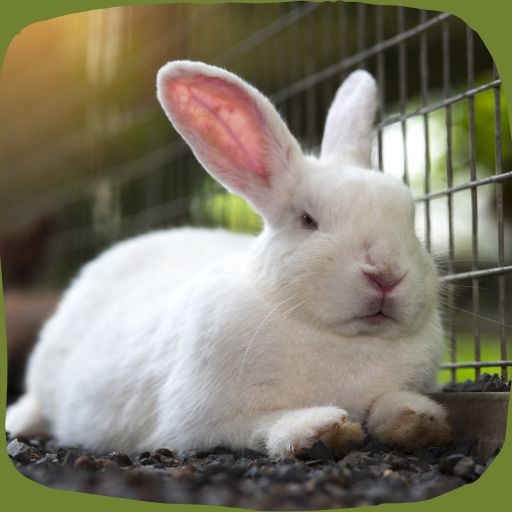 Rabbit Farming Guide