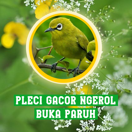 Pleci Gacor Ngeroll Buka Paruh