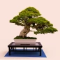 Bonsai Tree Grow & Care Tips