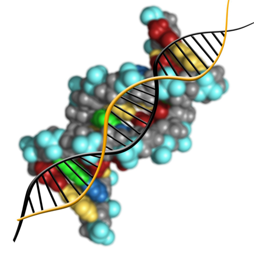 Moleküler genetik