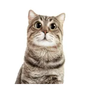 Porta-retratos de gato