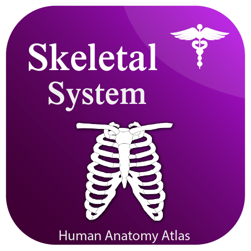 Skeletal System Anatomy