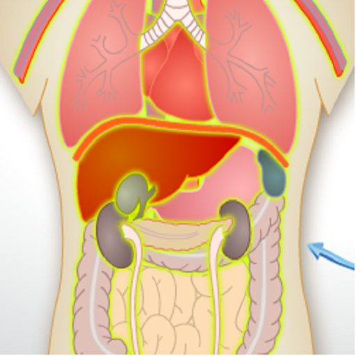 Human Anatomy