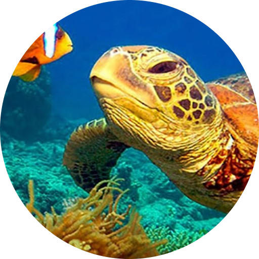NatGeo Wild HD (Unofficial)