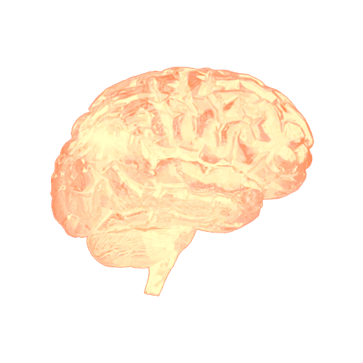 Neuroanatomia - Cérebro 3D