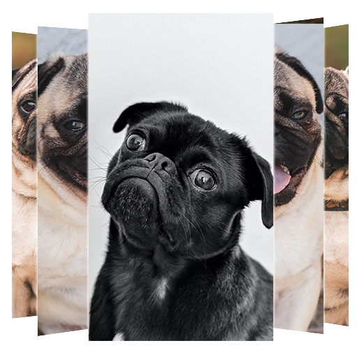 Pug Dog Wallpapers