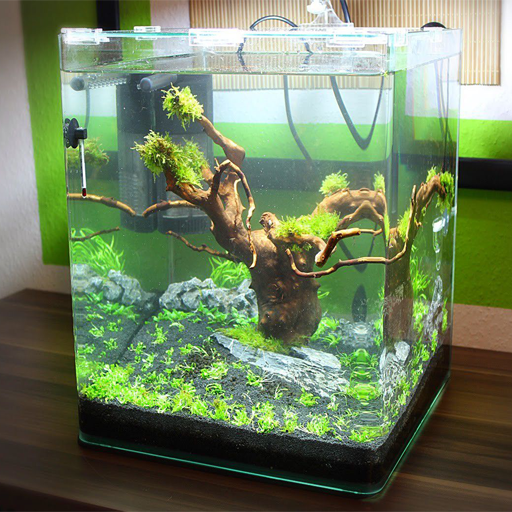 Unique aquarium design