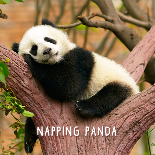 Napping Panda Theme