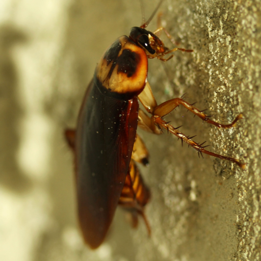 cockroach live wallpaper