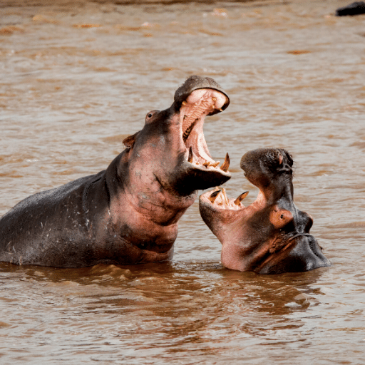 Hippopotamus Sounds