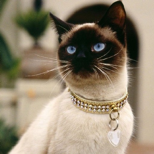 Kucing Siamese