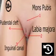 Labia Anatomy
