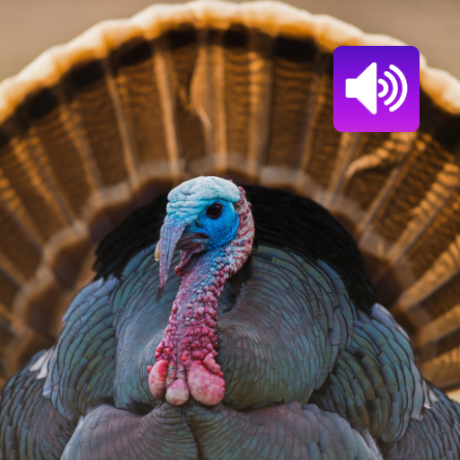 Turkey Bird: Sounds & Calls