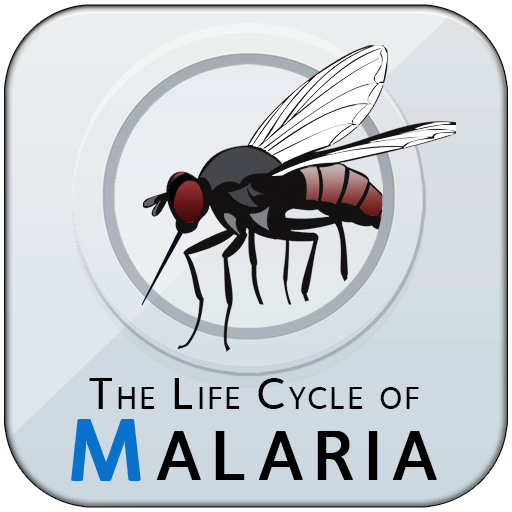 The Life Cycle of Malaria