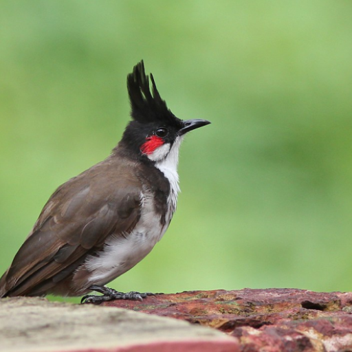 bird sounds from Thailand