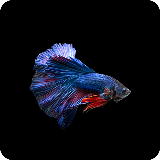 Betta Fish Wallpaper