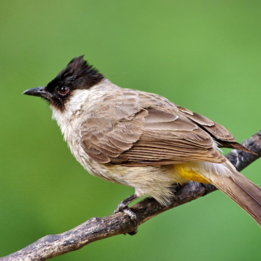 Sooty-headed bulbul bird sound