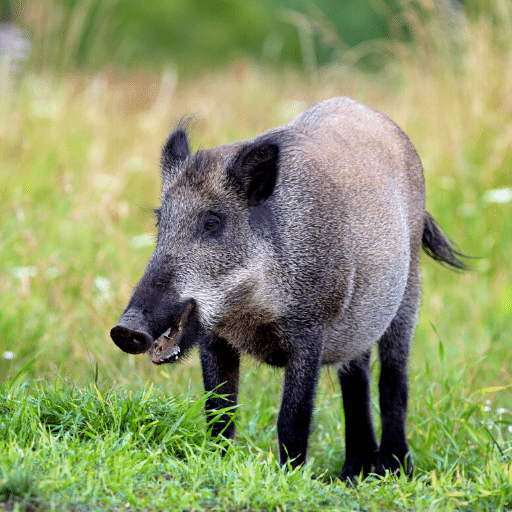 WildBoar Sounds - Hunting call