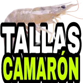 Tallas Camarón