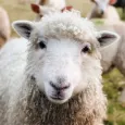 Sheep Sounds