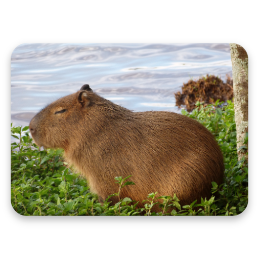 Capybara Wallpaper HD