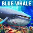 Simulator Ikan Paus Blue