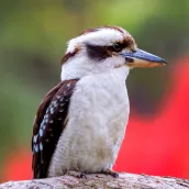 Laughing Kookaburra Sounds