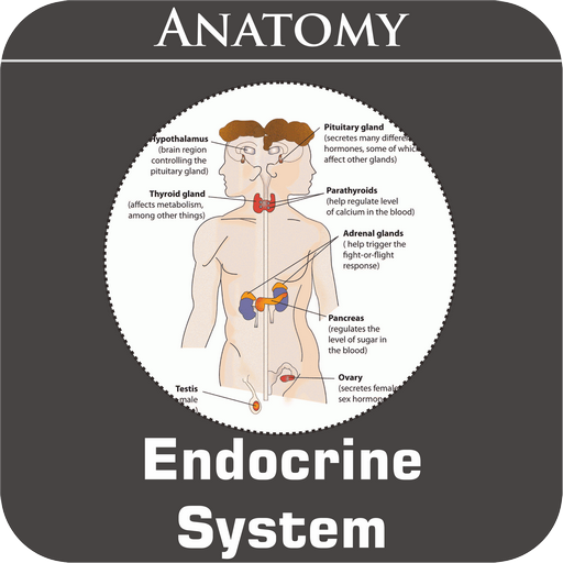 Endocrine System