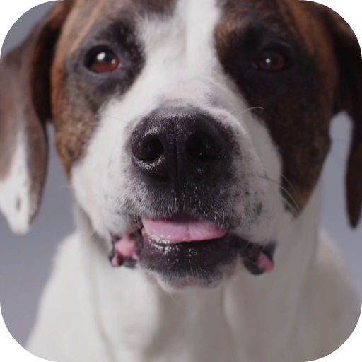 Cute Dog Video Live Wallpaper Free