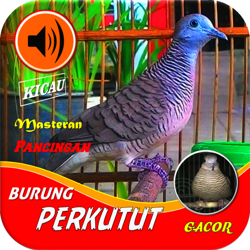 🐦Kicau Perkutut🐦Masteran Gac