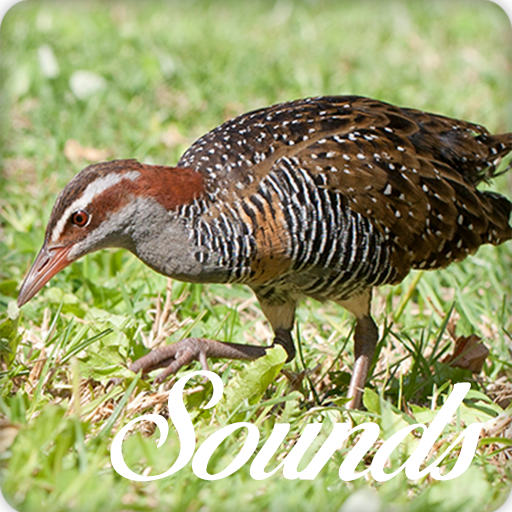 Turnicidae Bird Song Sounds and Ringtone Audio