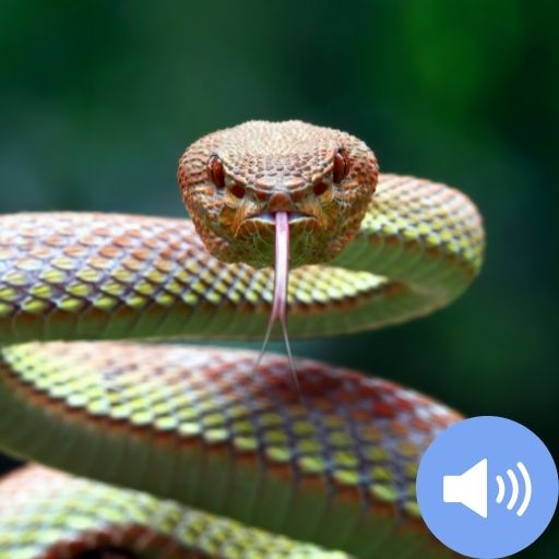 Snake Sounds and Wallpapers