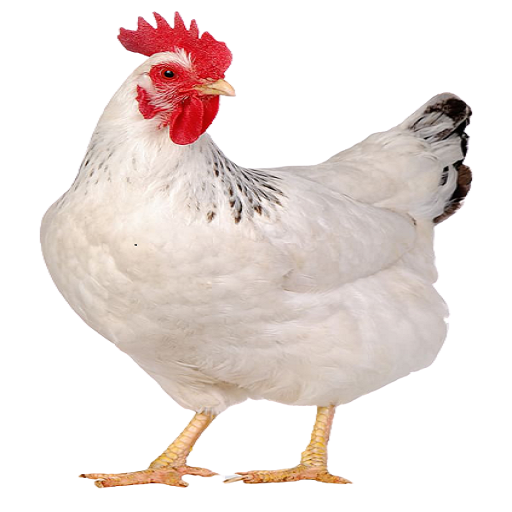 Chicken Farming, recipes, broiler, layer, kienyeji