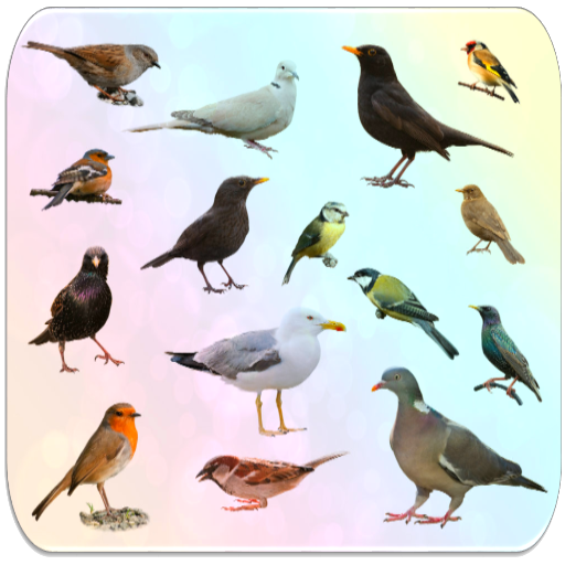 Birds Encyclopedia
