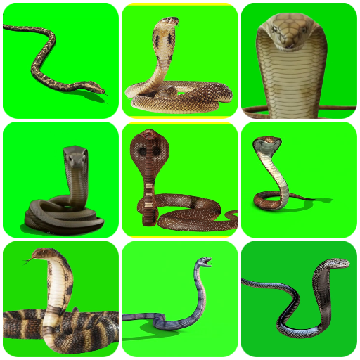 VFX Snakes Effect Videos