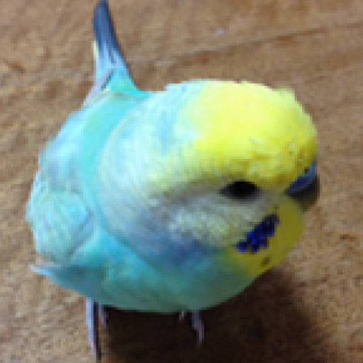 Budgerigar Suara untuk Parkit