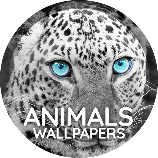 Wallpapers 4K with animals