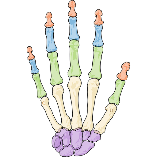 Osteology