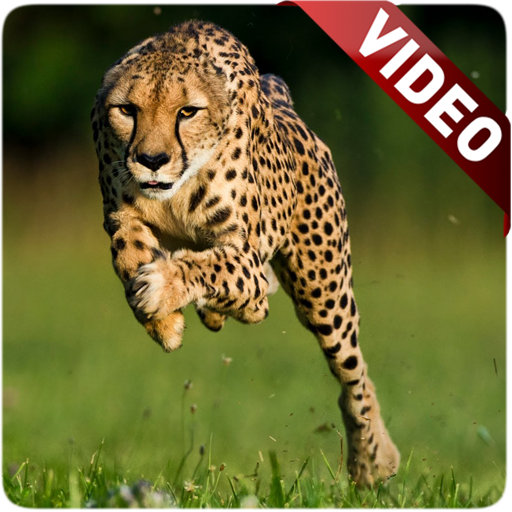 Cheetah Video Live Wallpaper