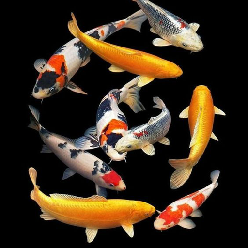 Koi Fish Pond Wallpaper HD 4K