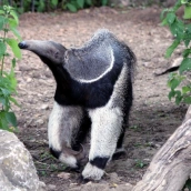 Anteater sounds