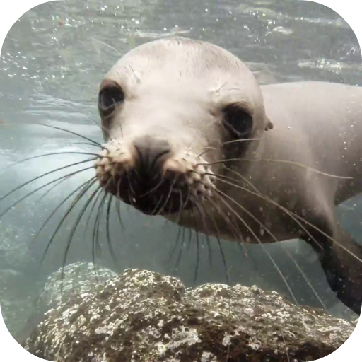 Sea Lions Video Live Wallpaper