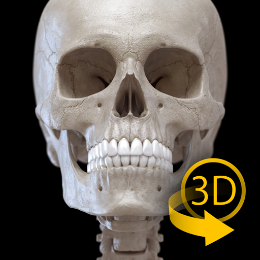 İskelet 3D Anatomisi