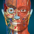 Anatomy Learning - Anatomia 3D