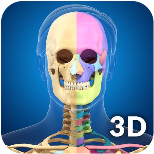 Skeleton Anatomy Pro.